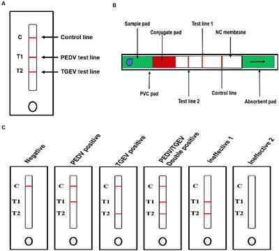 Development of a colloidal gold immunochromatographic strip for the simultaneous detection of porcine epidemic diarrhea virus and transmissible gastroenteritis virus